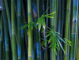 竹子属于什么科类植物类群（顶级竹子品种排名）